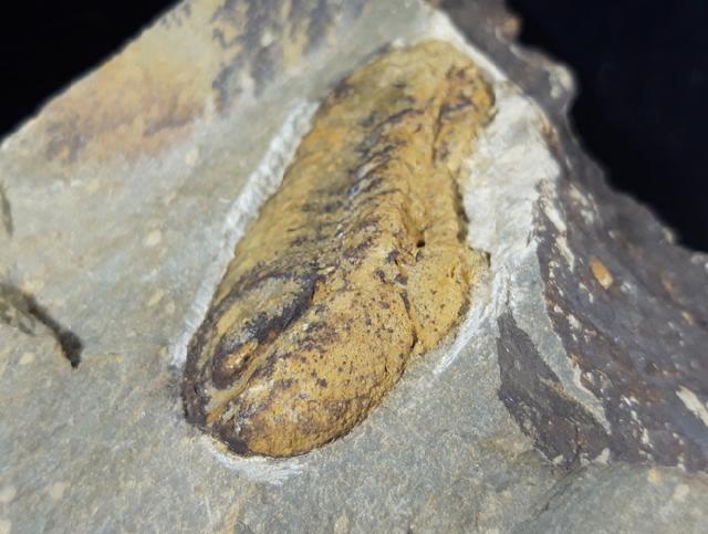 Barrandeops (Lahnops) steinmeieri BASSE & M�LLER 2016 - Bild &copy; FossNet FossilienStore